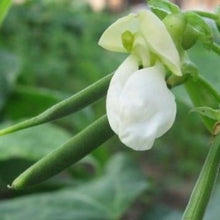 Indlæs billede til gallerivisning Buskbønne dværg "Gondola", Phaseolus coccineus
