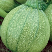 Indlæs billede til gallerivisning Squash "Di Nizza" Courgette, Cucurbita pepo