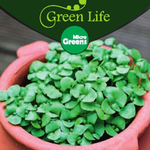 Indlæs billede til gallerivisning Sød Basilikum, mikrogrønt, Ocimum basilicum L.