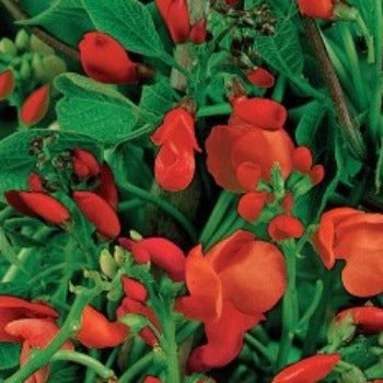 Pralbønne klatrer, Phaseolus coccineus