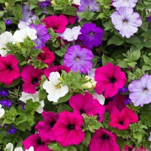 Indlæs billede til gallerivisning Petunia &quot;Balcony&quot; mix
