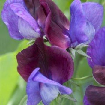 Ærteblomst 