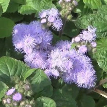 Indlæs billede til gallerivisning Blåkvast &quot;Blue Mink&quot;, Ageratum houstonianum
