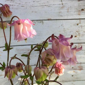 Akeleje lilla lyserød, Aquilegia chrysantha