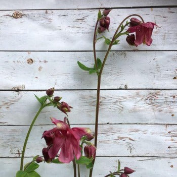 Akeleje lys lilla, Aquilegia chrysantha