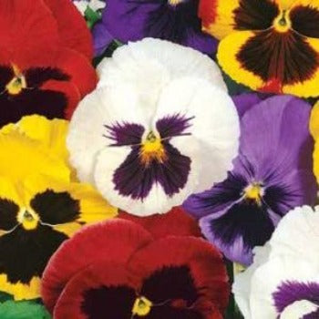 Stedmoderblomst 