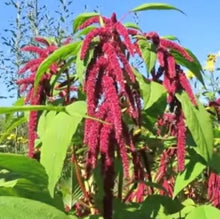 Indlæs billede til gallerivisning Amarant &quot;Love Lies Bleeding&quot;, Amaranthus caudatus
