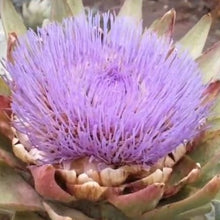 Indlæs billede til gallerivisning Artiskok &quot;Green Globe&quot;, Cynara cardunculus
