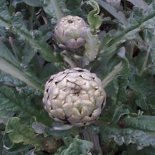 Indlæs billede til gallerivisning Artiskok &quot;Green Globe&quot;, Cynara cardunculus
