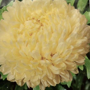 Asters 