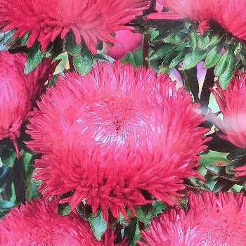Asters 