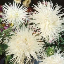 Indlæs billede til gallerivisning Asters &quot;&quot;Unicum White&quot;, Callistephus chinensis
