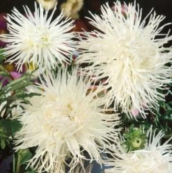 Asters 