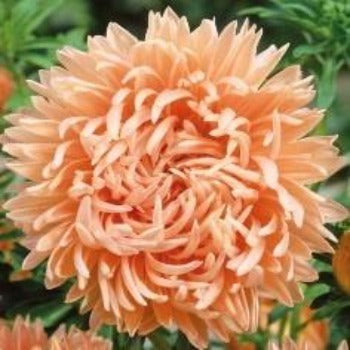 Asters 