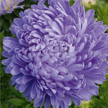 Asters 
