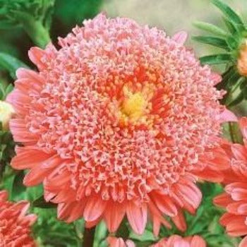 Asters 