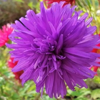 Asters 