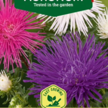 Asters 