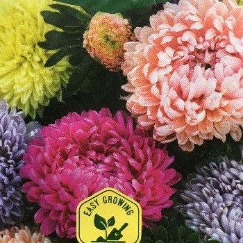 Asters 