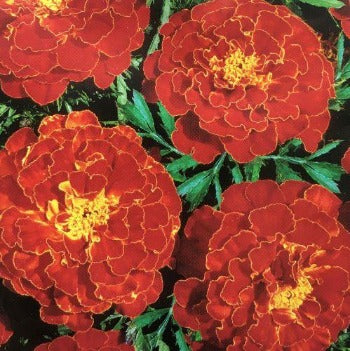 Tagetes 