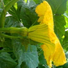 Indlæs billede til gallerivisning Græskar muskat butternut &quot;Waltham&quot;, Cucurbita moschata

