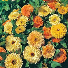 Indlæs billede til gallerivisning Morgenfrue &quot;Art Shades&quot;, Calendula officinalis
