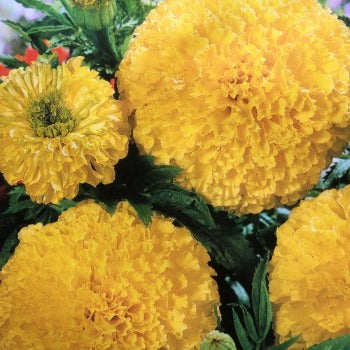 Tagetes 