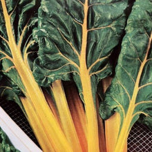 Indlæs billede til gallerivisning Bladbede &quot;Bright Yellow&quot;, Beta vulgaris L
