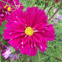 Indlæs billede til gallerivisning Stolt Kavaler &quot;Cranberry&quot; halv-dobbelt, Cosmos bipinnatus
