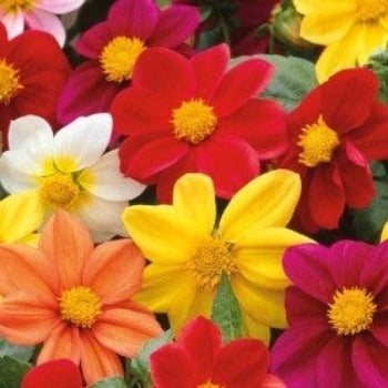 Dahlia mix 