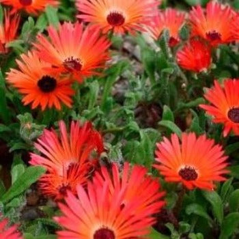 Middagsblomst 
