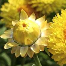 Indlæs billede til gallerivisning Evighedsblomst &quot;Sunshine&quot;, Helichrysum bracteatum
