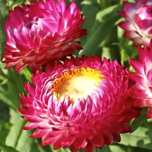Evighedsblomst 