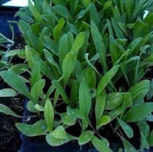 Indlæs billede til gallerivisning Evighedsblomst mix &quot;Tom Thumb&quot;, Helichrysum bracteatum
