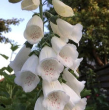 Indlæs billede til gallerivisning Fingerbøl &quot;Alba&quot;, Digitalis purpurea
