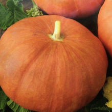Indlæs billede til gallerivisning Græskar &quot;Rouge Vif D`etampes&quot;, Cucurbita maxima
