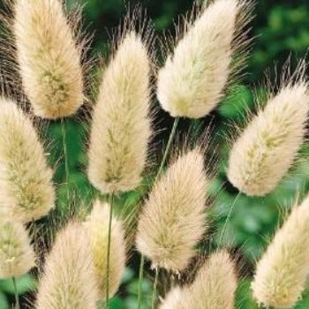 Harehale, Lagurus ovatus