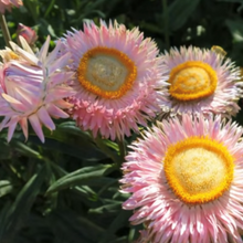 Indlæs billede til gallerivisning Evighedsblomst &quot;Silvery Rose&quot;, Helichrysum bracteatum
