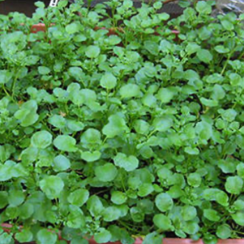 Brøndkarse BIO, Watercress, Nasturtium officinale