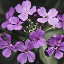 Indlæs billede til gallerivisning Judas penge &quot;Honesty Purple&quot;, Lunaria
