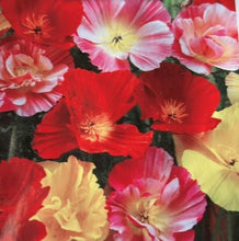 Indlæs billede til gallerivisning Valmue Kalifornisk MIX &quot;Ballerina&quot;, NYHED, Eschscholzia californica
