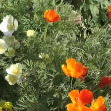 Indlæs billede til gallerivisning Valmue Kalifornisk MIX &quot;Ballerina&quot;, NYHED, Eschscholzia californica
