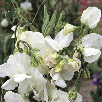 Ærteblomst 