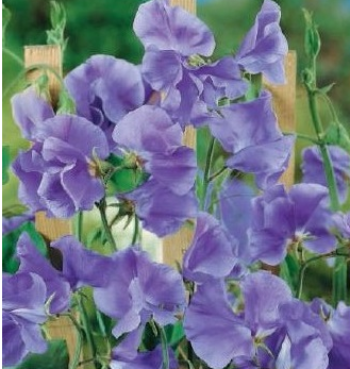 Ærteblomst 