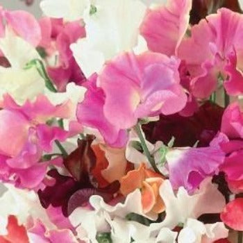 Ærteblomst mix