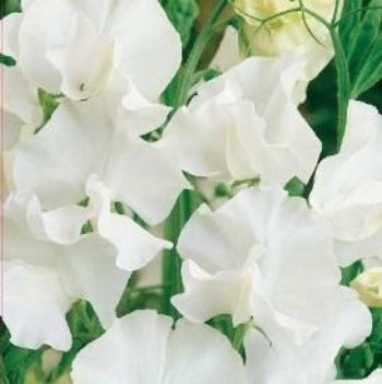 Ærteblomst 
