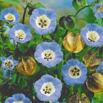 Leanderklokke, Nicandra psysalodes