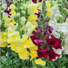 Indlæs billede til gallerivisning Løvemund &quot;Brighton Rock&quot;, Antirrhinum majus
