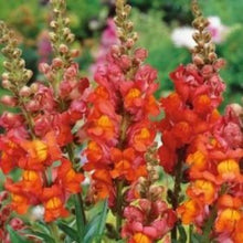 Indlæs billede til gallerivisning Løvemund &quot;Orange Wonder&quot;, Antirrhinum majus
