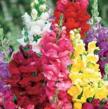 Indlæs billede til gallerivisning Løvemund mix &quot;Rainbow&quot;,  Antirrhinum majus
